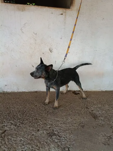 Blue Heeler macho reprodutor