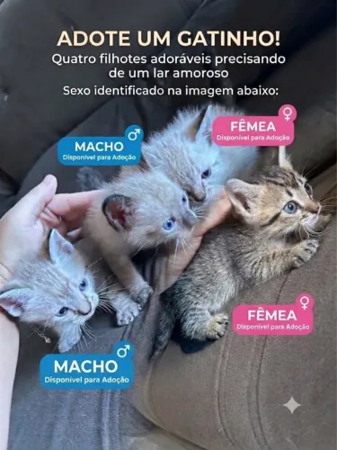Gatinhos para doação