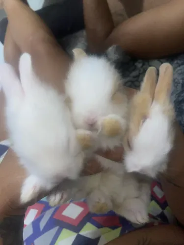 Coelhinhos