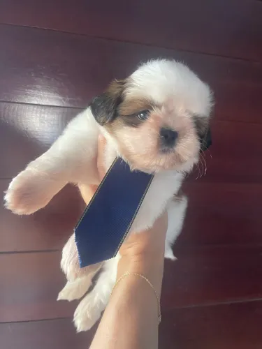 Filhote de shih tzu macho