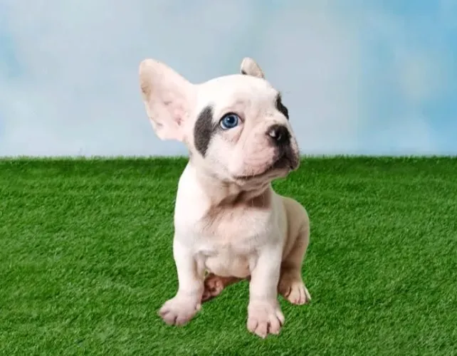 Bulldog Francês filhote macho
