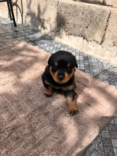 Rottweiler Mais do que fofura, uma excelente companhia