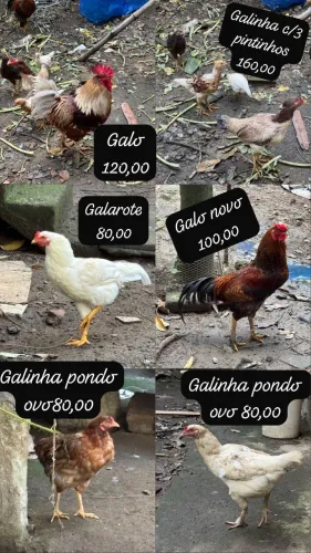 Vendo galos galinhas e pintinhos