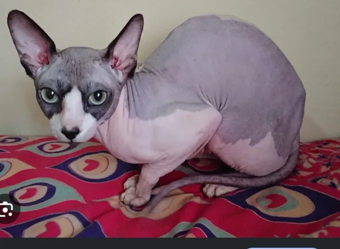 Gata spynx procura namorado