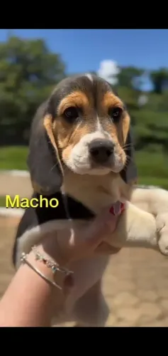 Beagle excelente companhia 