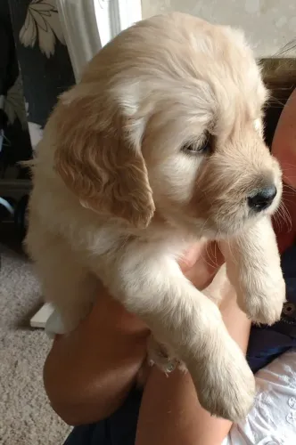 Golden retriever filhote disponivel