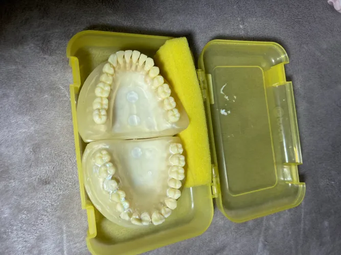 Manequim periodontia pronew