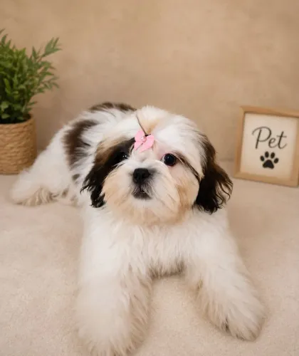 Shih Tzu fêmea micro legítima