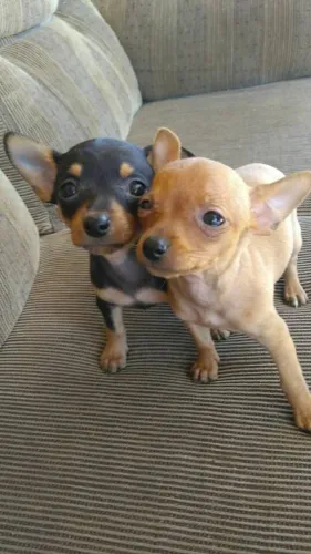 Pinscher paixão em cada detalhe