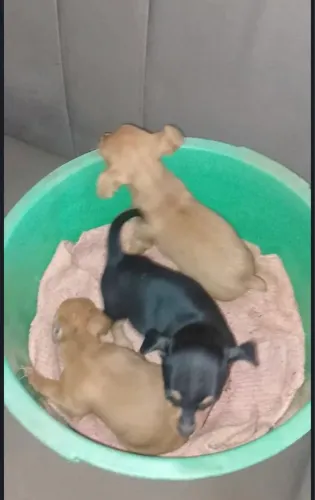 Pinscher numero 01 400,00 aceitamos cartão 