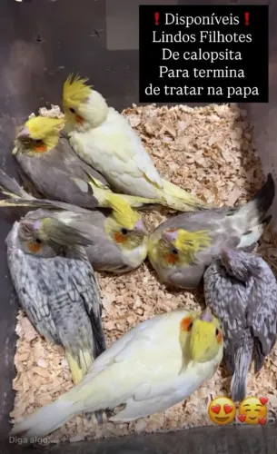 C@lop1citas 