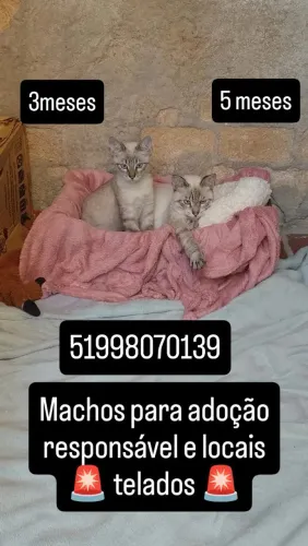 Adoção responsável canoas 