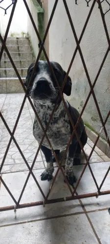 Cachorra fêmea para doação