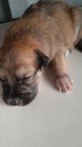 cachorros pra doar vão fazer um mês dia 04
