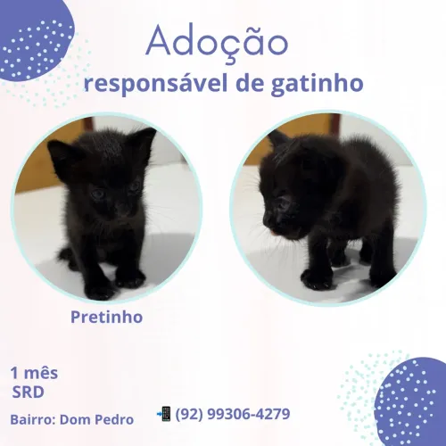 Gatinho pra adoção 