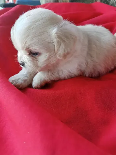 Lindos filhotes Shitzu com poodle 