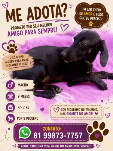 Cachorrinho de pequeno porte