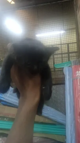 doação de filhotes de gatinhos 