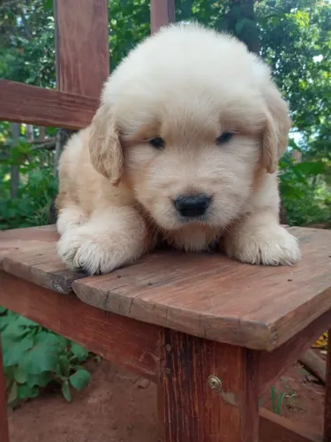 FILHOTES DE GOLDEN RETRIEVER