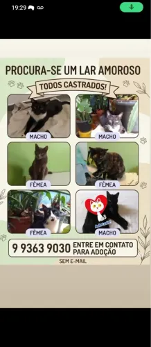 Gatinhos procurando lar