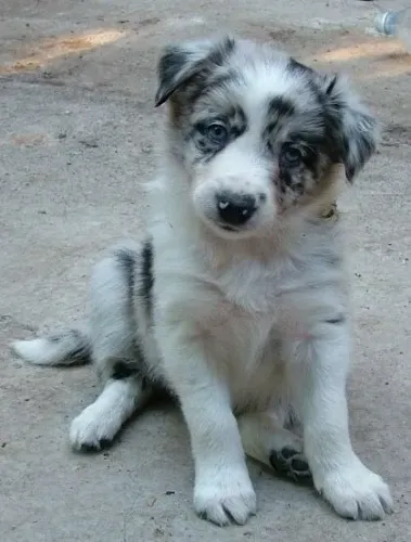 Border Collie Conexão construída no dia a dia