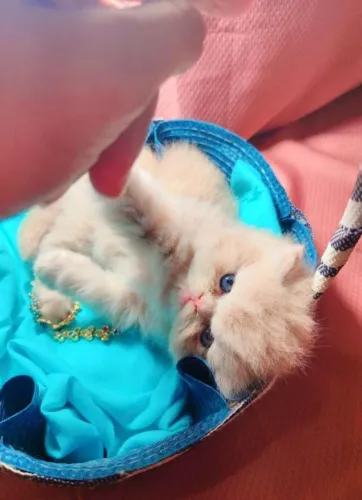Gatinho filhote persa 