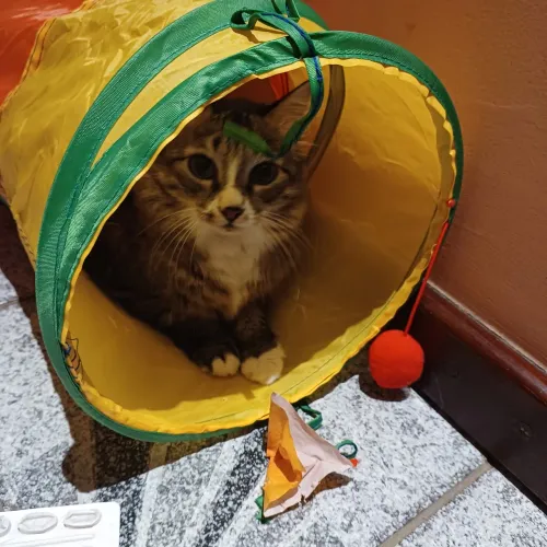 Túnel, brinquedo para gatos!