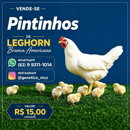 Pintinhos de Leghorn Americana
