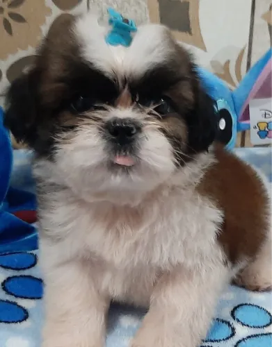 Filhote de Shih-tzu pequeno e encantador