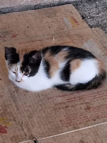 Gatos pra doação 