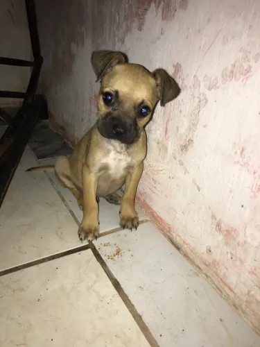 Vede-se cachorro 