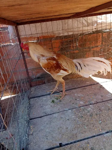 Galo índio