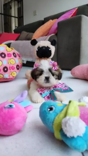 Shitzu ursinhos carinhosos presente dia dos namorados