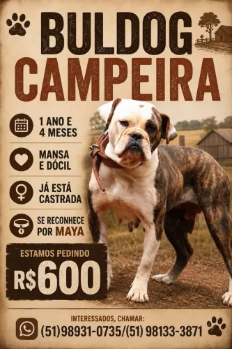 Buldogue Campeira Fêmea Castrada 