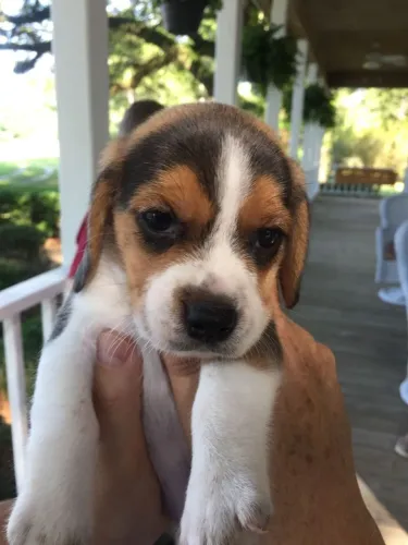 Beagle Um amigo de confiança para todas as fases da vida