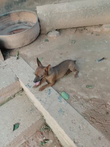 Pinscher macho