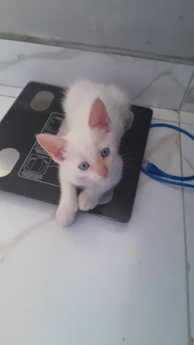 Gatinho fofo