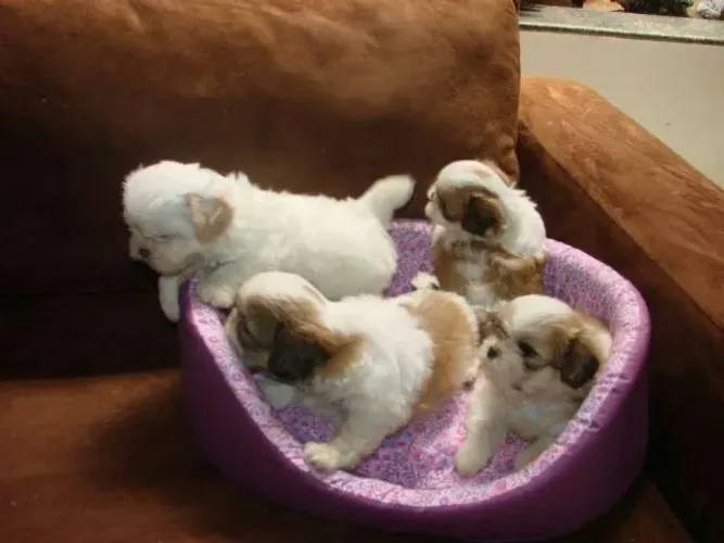 Shitzu mini com garantia machos e fêmeas 