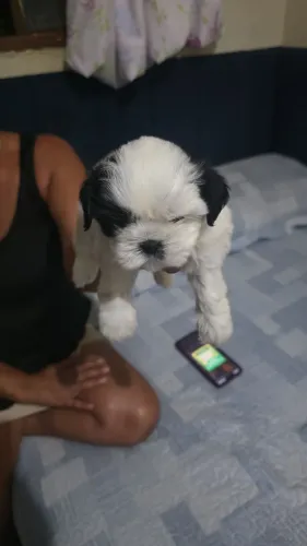 Vende se cachorro shiatsu fêmea com 40 dias de nascido..