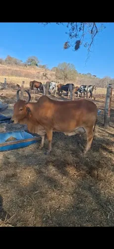 VACAS SINDI PURAS