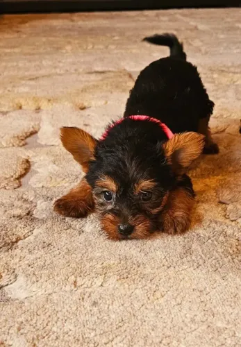 Yorkshire terrier - Charme e Personalidade que Encantam, esperam por você em nossa loja