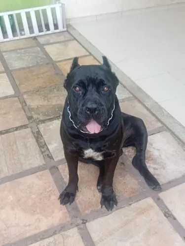 Procura se fêmea de Cane corso para cruzamento