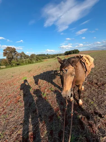 Troco cavalo