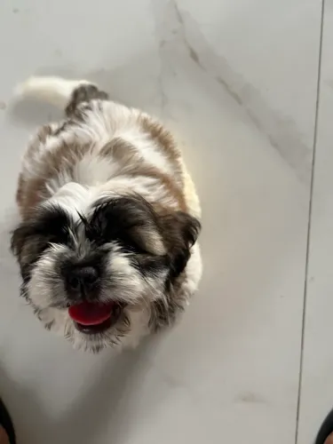 Filhote de Shih tzu