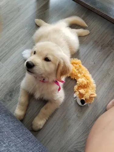 Golden Retriever Filhotinhos disponíveis com muito amor e qualidade