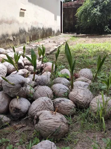 Mudas de coco prontas para plantio