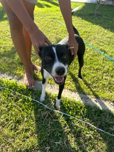 Cachorrinho macho para doação responsável