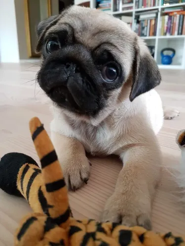 Pug Seu próximo melhor momento pode começar hoje