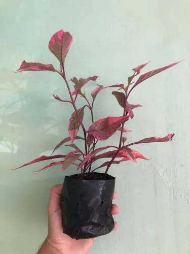 Plantas variadas 