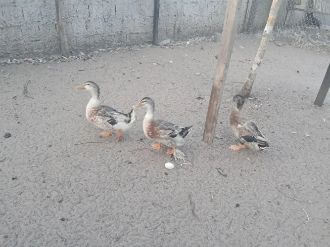 Pato paturi